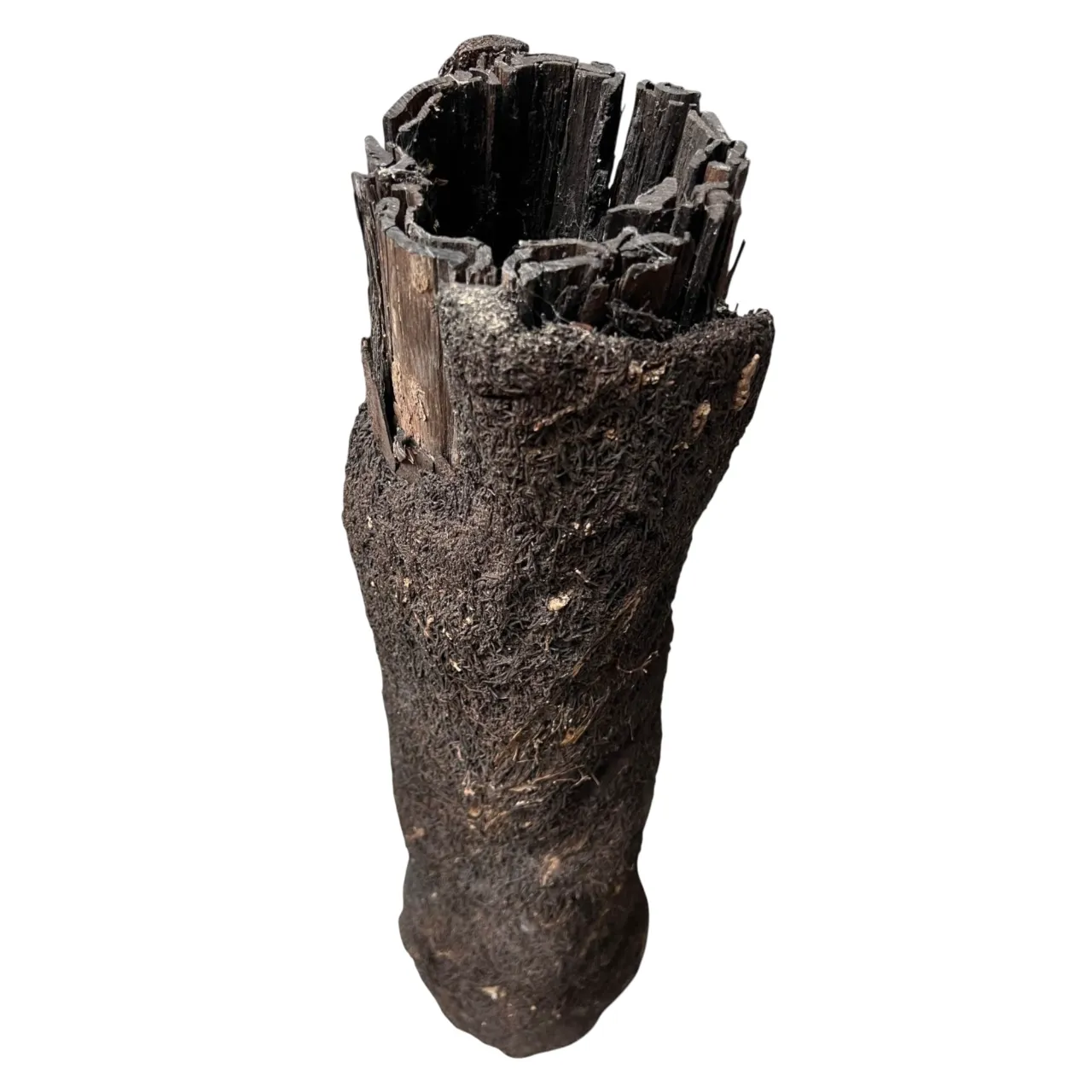 MiniZoo.dk Xaxim Træstamme Ø 30-40 cm XXL ca 1 meter